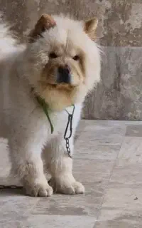 سگ چاوچاو