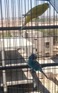جفت مرغ عشق رو تخم
