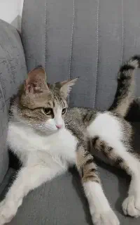 گربه ی نر و ماده/ مهربون و شیطون/ دی اس اچ