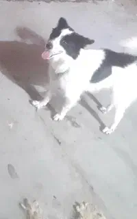 عروسک پامر