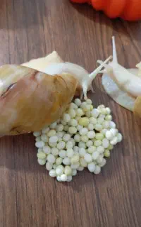 حلزون و تخم حلزون