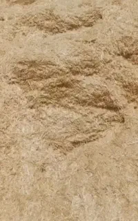 کاه گندم