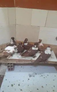 کبوتر قرمزی نشان