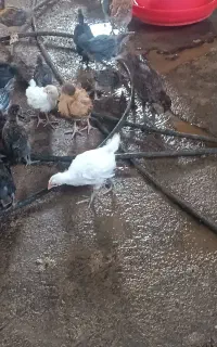 تیمچه مرغ