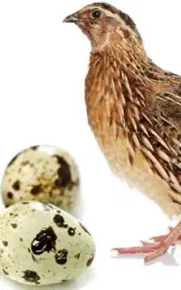 بلدرچین تخم گذار