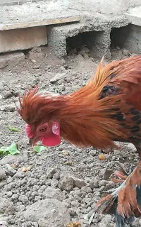 خروس جوان سه عدرآوه