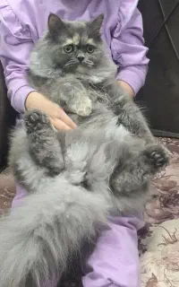 گربه پرشین به اسم لیا ماده