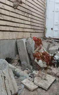 مرغ خروس لاری