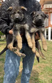 واگذاری توله ژرمن شپرد شولاین