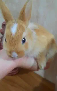 خرگوش نر ۳ ماهه