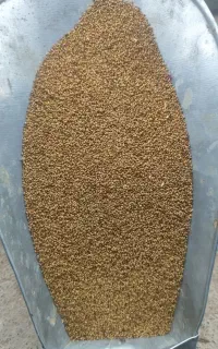 بذر یونجه پایه بلند همدان