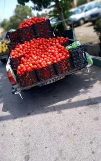 گوجه فرنگی