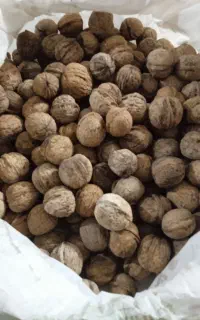گردو