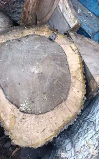 خرید چوب و ریشه وبرش درخت ساختمانی