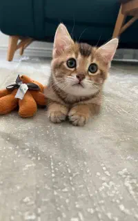 بچه گربه بریتیش