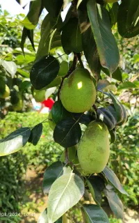 خوج گلابی محلی