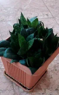 گل تزیینی خانگی