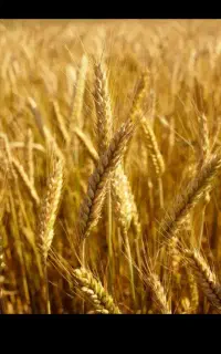 گندم بذری آبی حیدری ایوان