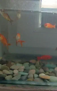 ماهی وآکواریوم