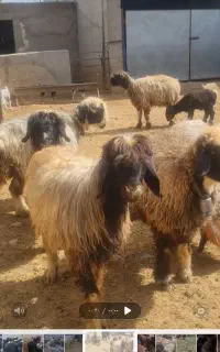 بیست راس میش ترکی بهمن بیگی جوان کوه گرد