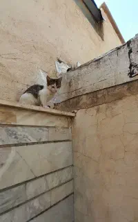 واگذاری فوری رایگان