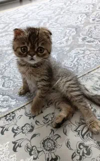 گربه  اسکاتیش دبل فولد