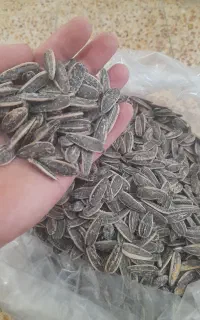 تخمه