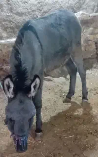 کره خر نر