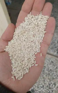 برنج قلوه یا هاشمی اقتصادی