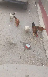 جوجه