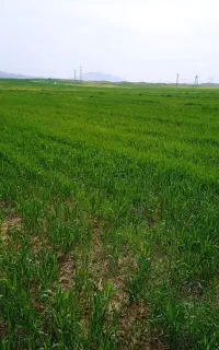 زمین کشاورزی داری چاه آب وطرح پاکو