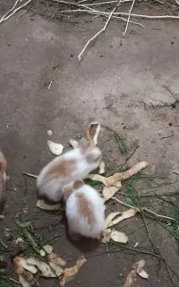 بچه خرگوش  ۲۸روزه