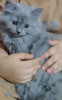 فروش گربه اسکاتیش