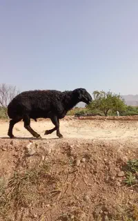 قره قزل