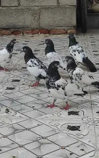 کبوتر پرشی