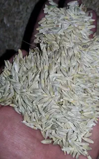فروش جو درجه یک