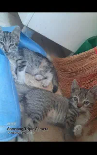 بچه گربه رایگان