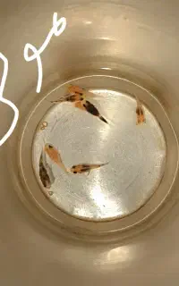 حراج ماهی بچه گوپی . بچه مولی کوچیک حراج شد