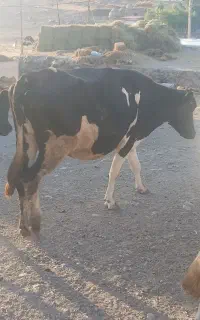 گاو