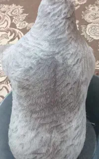 خیک ۵کیلوی اماده به روغن
