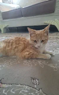 واگزاری گربه خونگی دستی سالم