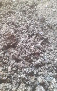 خرید و فروش کود کبوتر خانگی وچاهی
