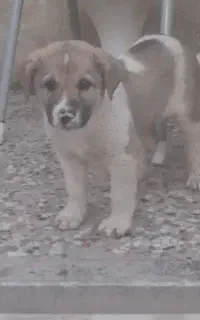 توله سگ یک ماهه