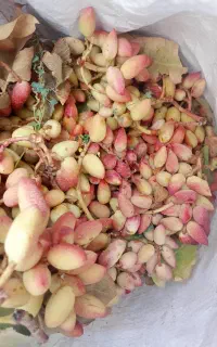 پسته دامغان تازه مغز دار