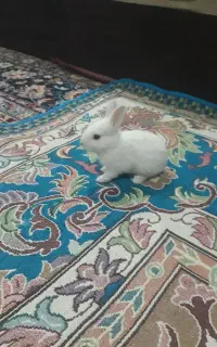 خرگوش