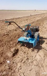 تیلر گاردونی