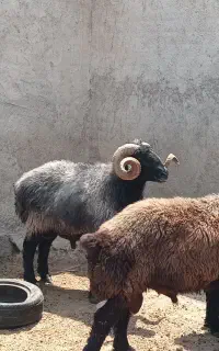قوچ درجه یک چاق