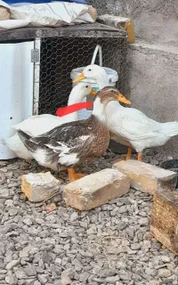 اردک نروماده دوتا