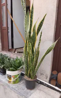 گل سانسوریا