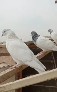 کبوتر کله دم سبز کاشانی نروماده درشت کله ای شمرونی